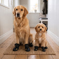 Golden retriever och liten cavapoo i vattentäta hundskor sitter på hallmatta hemma